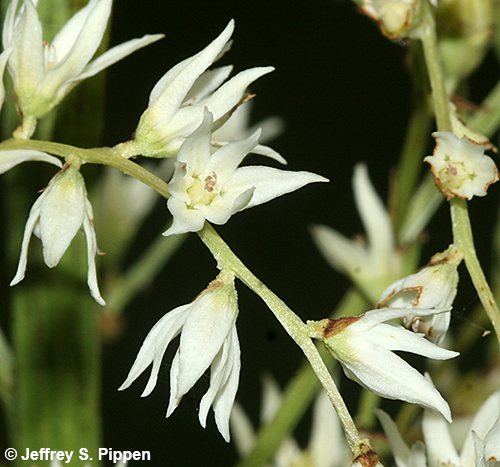 Eastern Featherbells (Stenanthium gramineum)