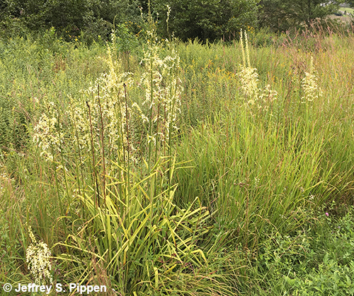 Eastern Featherbells (Stenanthium gramineum)