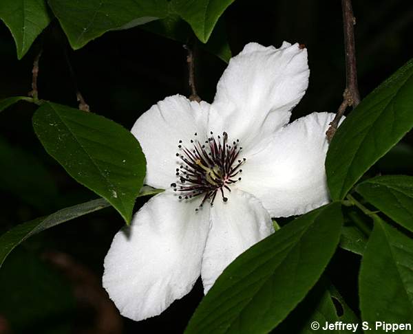 Silky Camellia (Stewartia malacodendron)