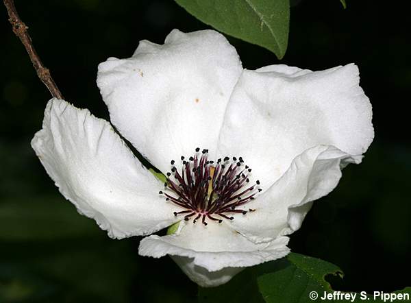 Silky Camellia (Stewartia malacodendron)