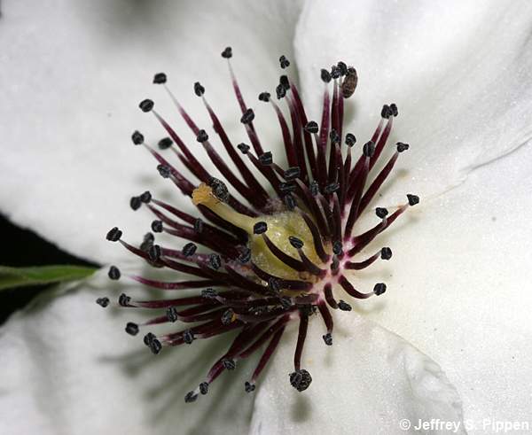 Silky Camellia (Stewartia malacodendron)