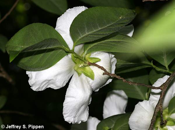 Silky Camellia (Stewartia malacodendron)