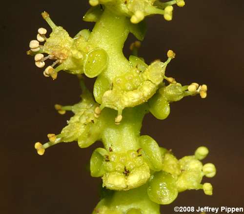 Queen's-delight (Stillingia sylvatica)
