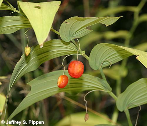Claspleaf Twistedstalk (Streptopus amplexifolius)