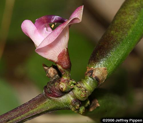 Trailing Fuzzybean, Annual Sand Bean, Trailing Wild Bean (Strophostyles helvula)