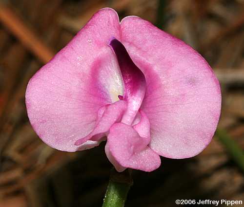 Pink Fuzzybean, Perennial Sand Bean (Strophostyles umbellata)