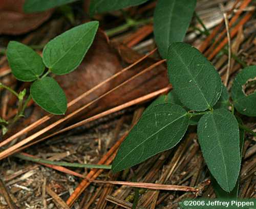 Pink Fuzzybean, Perennial Sand Bean (Strophostyles umbellata)