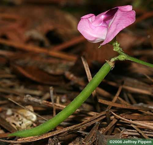 Pink Fuzzybean, Perennial Sand Bean (Strophostyles umbellata)