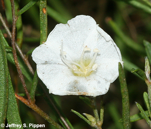 Pickering's Dawnflower <I>(Stylisma pickeringii)