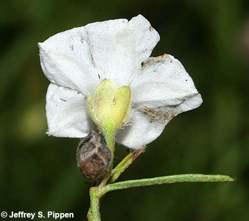 Pickering's Dawnflower <I>(Stylisma pickeringii)