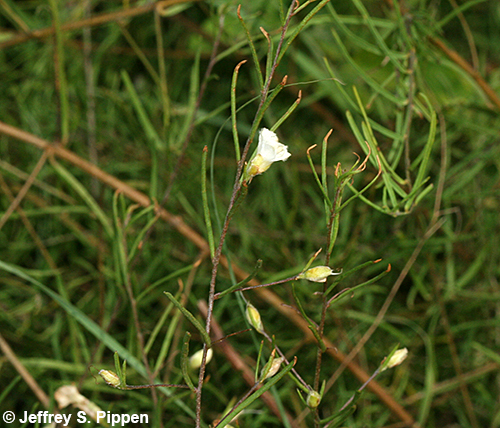 Pickering's Dawnflower <I>(Stylisma pickeringii)