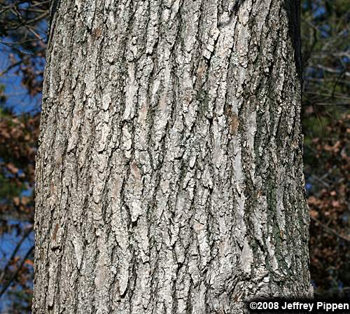 Sweetgum (Liquidambar styraciflua)