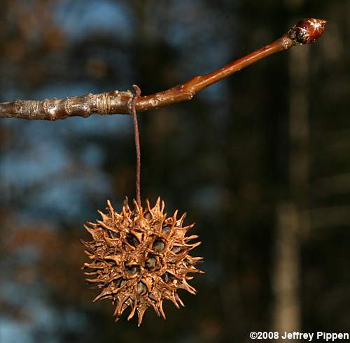 Sweetgum (Liquidambar styraciflua)