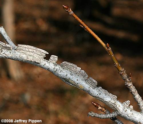 Sweetgum (Liquidambar styraciflua)