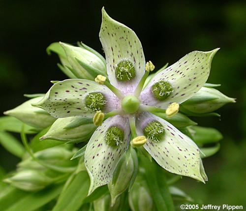 Columbo (Swertia carolinensis)