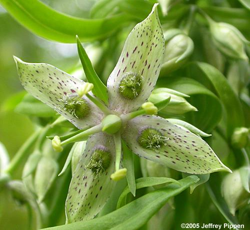 Columbo (Swertia carolinensis)