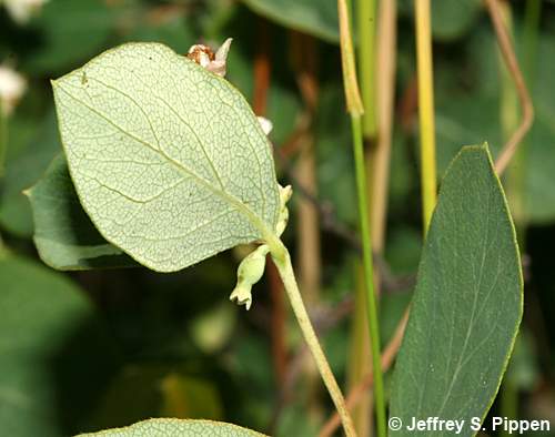 Common Snowberry (Symphoricarpos albus)