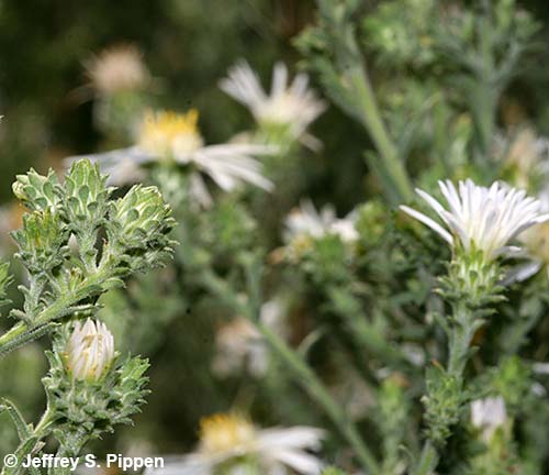 White Heath Aster (Symphyotrichum ericoides)