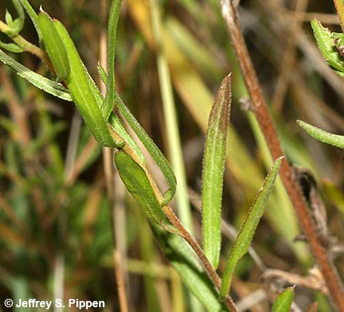 White Prairie Aster (Symphyotrichum falcatum)