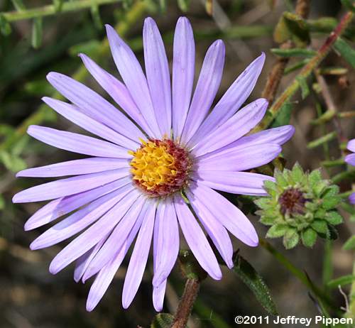 Large Flower Aster (Symphyotrichum grandiflorum, Aster grandiflorus)