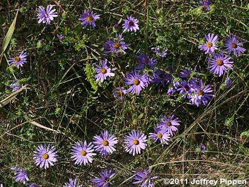 Large Flower Aster (Symphyotrichum grandiflorum, Aster grandiflorus)