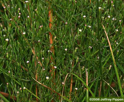 Eastern Annual Saltmarsh Aster (Symphyotrichum subulatum)