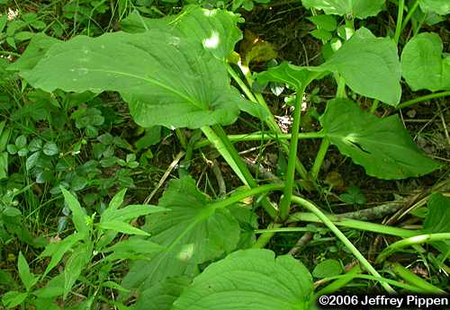 Skunk Cabbage (Symplocarpus foetidus)
