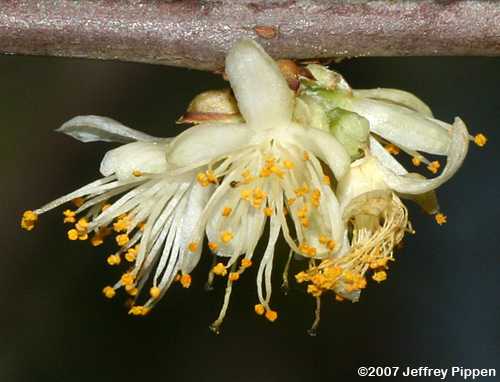 Sweetleaf, Horsesugar (Symplocos tinctoria)