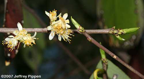 Sweetleaf, Horsesugar (Symplocos tinctoria)