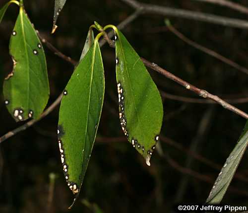 Sweetleaf, Horsesugar (Symplocos tinctoria)