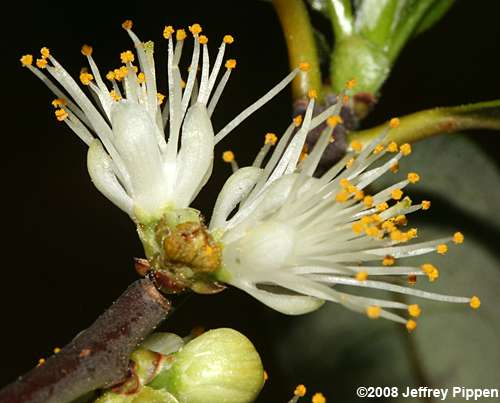 Sweetleaf, Horsesugar (Symplocos tinctoria)