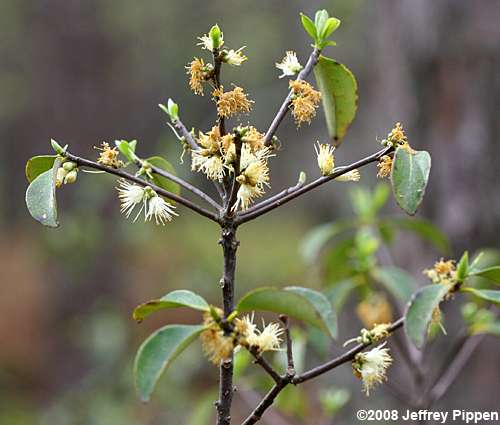 Sweetleaf, Horsesugar (Symplocos tinctoria)