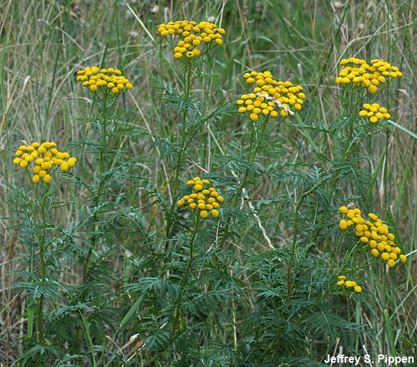 Common Tansy, Golden Buttons (Tanacetum vulgare)