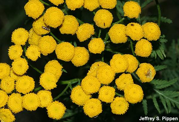 Common Tansy, Golden Buttons (Tanacetum vulgare)