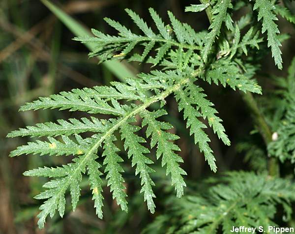 Common Tansy, Golden Buttons (Tanacetum vulgare)