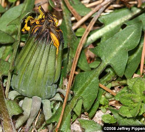 Common Dandelion (Taraxacum officinale)