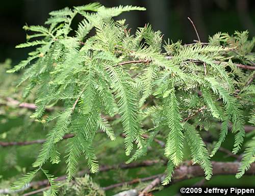 Baldcypress (Taxodium distichum)