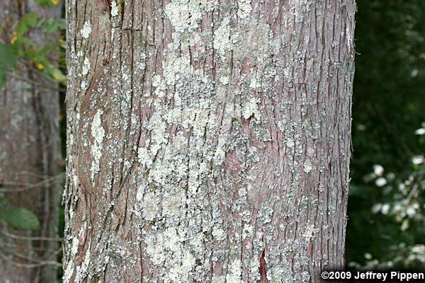 Baldcypress (Taxodium distichum)