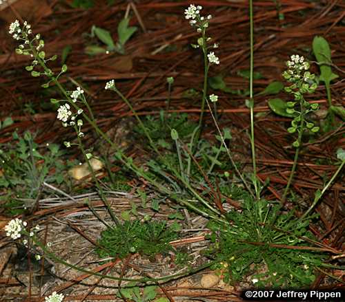 Shepherd's Cress (Teesdalia nudicaulis)