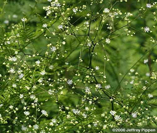 tall meadow-rue (Thalictrum sp.)