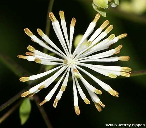 tall meadow-rue (Thalictrum sp.)