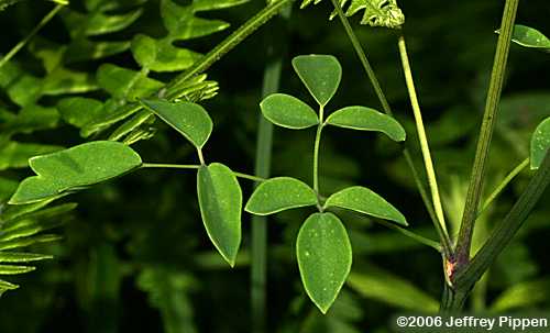 tall meadow-rue (Thalictrum sp.)