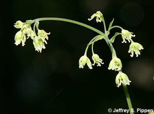Cooley's Meadowrue, Savanna Meadowrue (Thalictrum cooleyi)