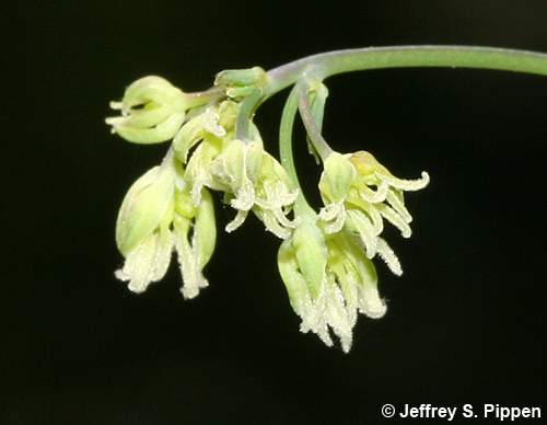 Cooley's Meadowrue, Savanna Meadowrue (Thalictrum cooleyi)
