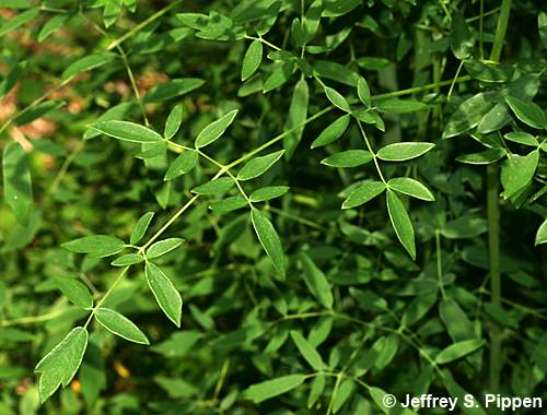 Cooley's Meadowrue, Savanna Meadowrue (Thalictrum cooleyi)