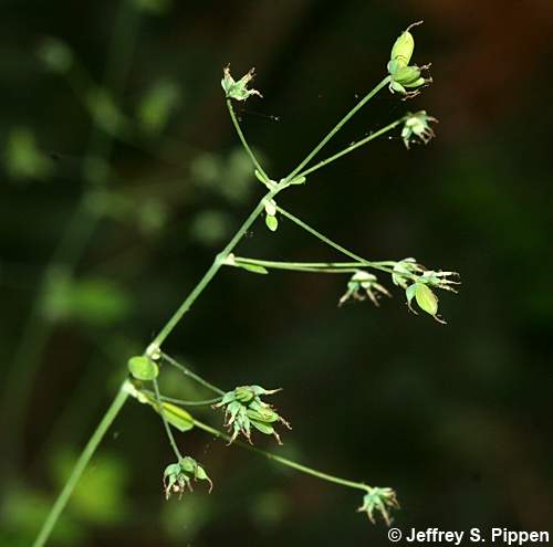 Early Meadowrue (Thalictrum dioicum)