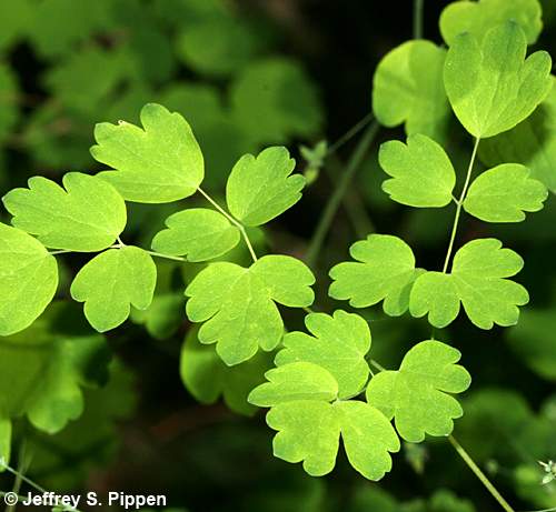 Early Meadowrue (Thalictrum dioicum)