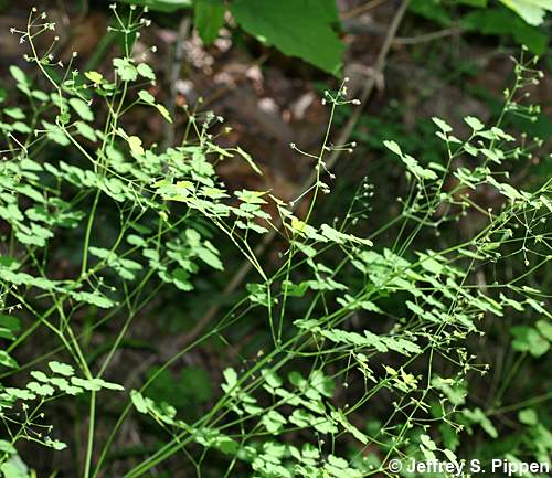 Early Meadowrue (Thalictrum dioicum)