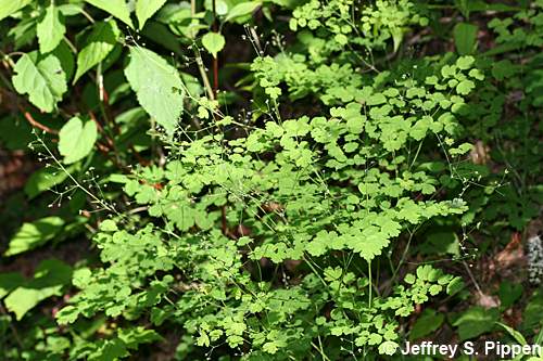 Early Meadowrue (Thalictrum dioicum)