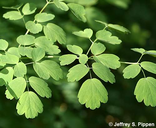 Appalachian Meadowrue, Maid of the Mist, Thick-leaved Meadowrue (Thalictrum coriaceum)